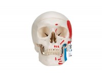 luksusowy model demonstracyjny czaszki dentystycznej człowieka, 10 części - 3b smart anatomy - 1000059 [a27] 3b scientific modele anatomiczne 13